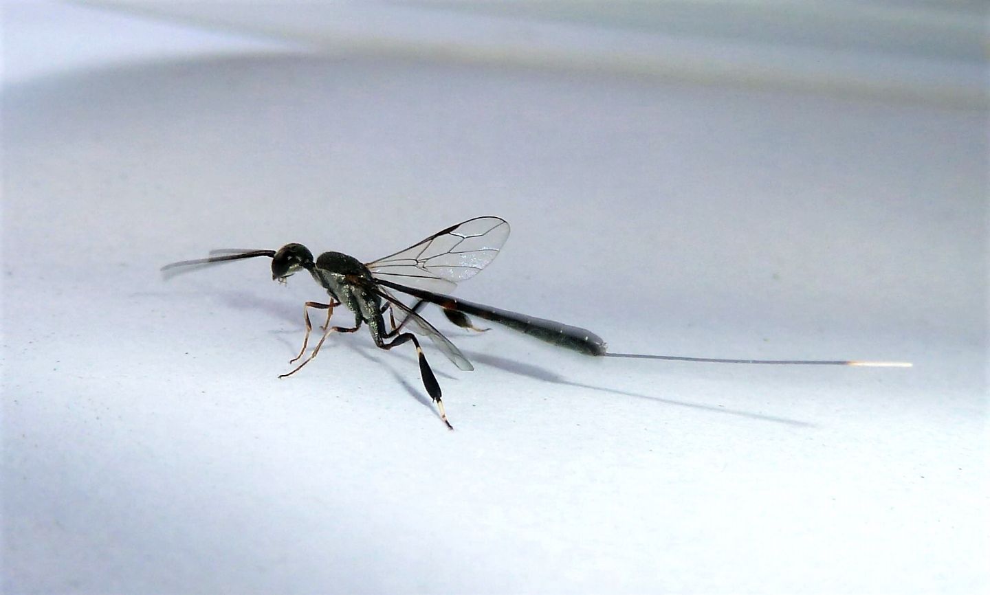 Ichneumonidae? No, Gasteruption sp., Gasteruptiidae